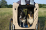 Croozer Hundeanhaenger mini